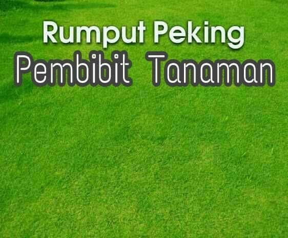 Detail Gambar Rumput Jepang Nomer 6