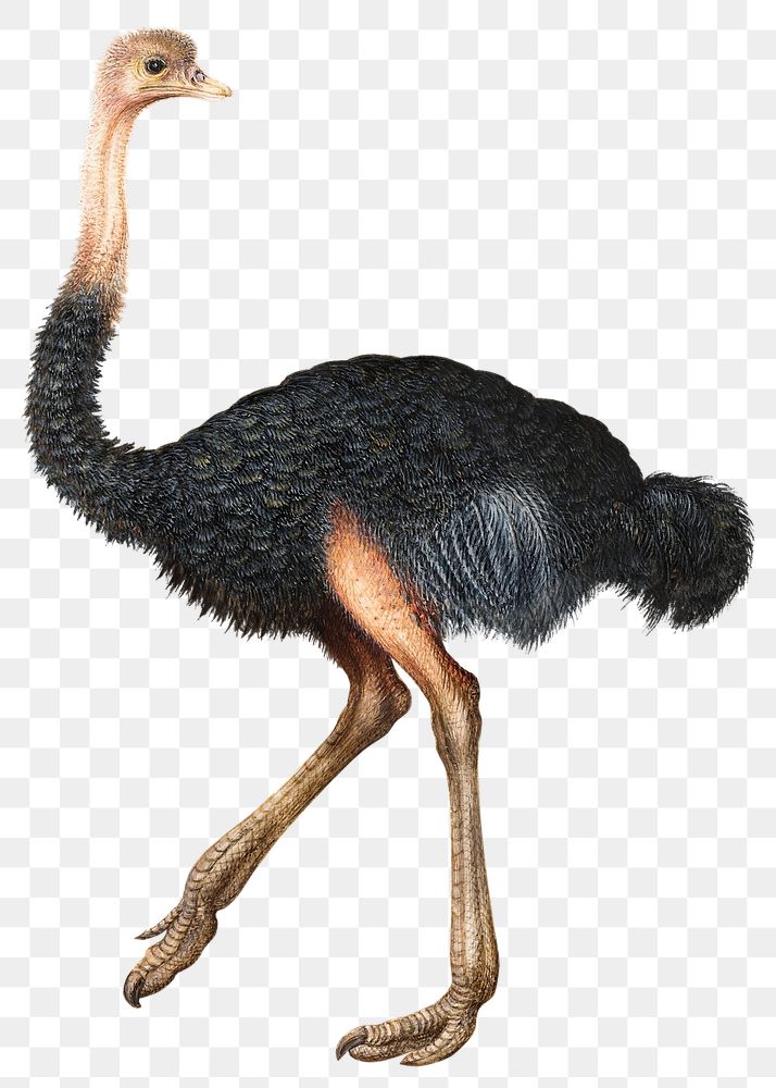 Detail Ostrich Png Nomer 17