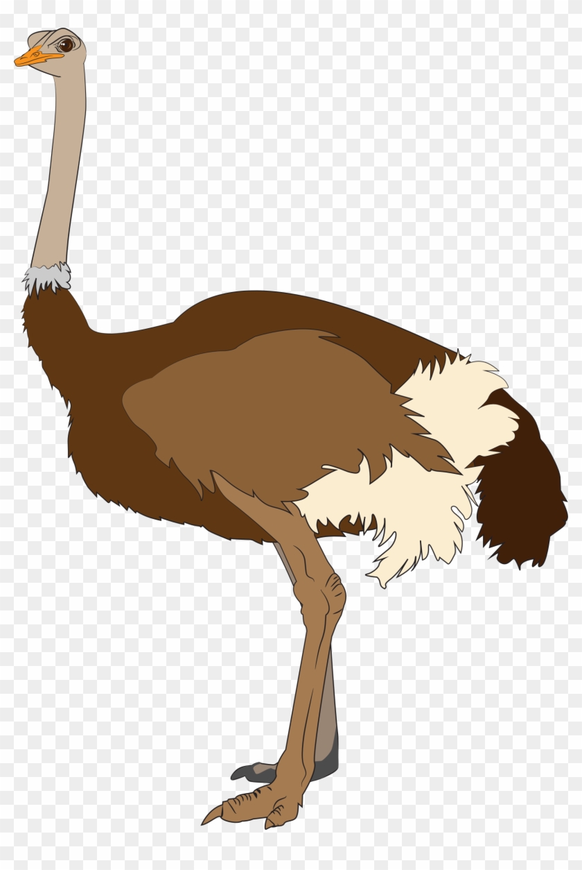 Detail Ostrich Png Nomer 42