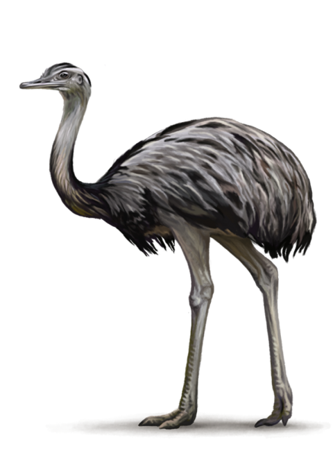 Detail Ostrich Png Nomer 48