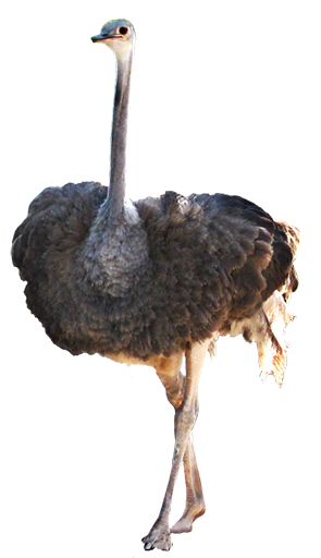 Detail Ostrich Png Nomer 7