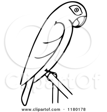 Detail Parrot Black And White Clipart Nomer 41