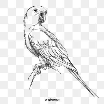 Detail Parrot Black And White Clipart Nomer 47