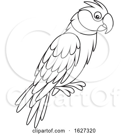 Detail Parrot Black And White Clipart Nomer 51
