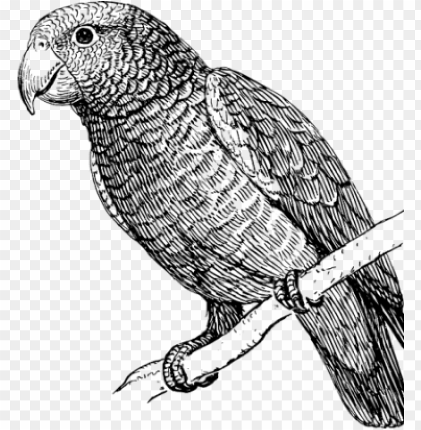 Detail Parrot Black And White Clipart Nomer 52