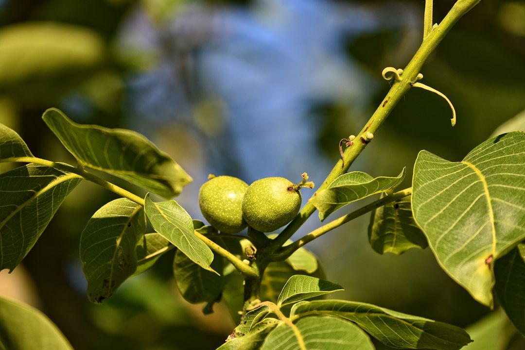 Detail Pohon Kacang Walnut Nomer 12