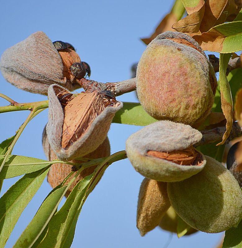 Detail Pohon Kacang Walnut Nomer 33