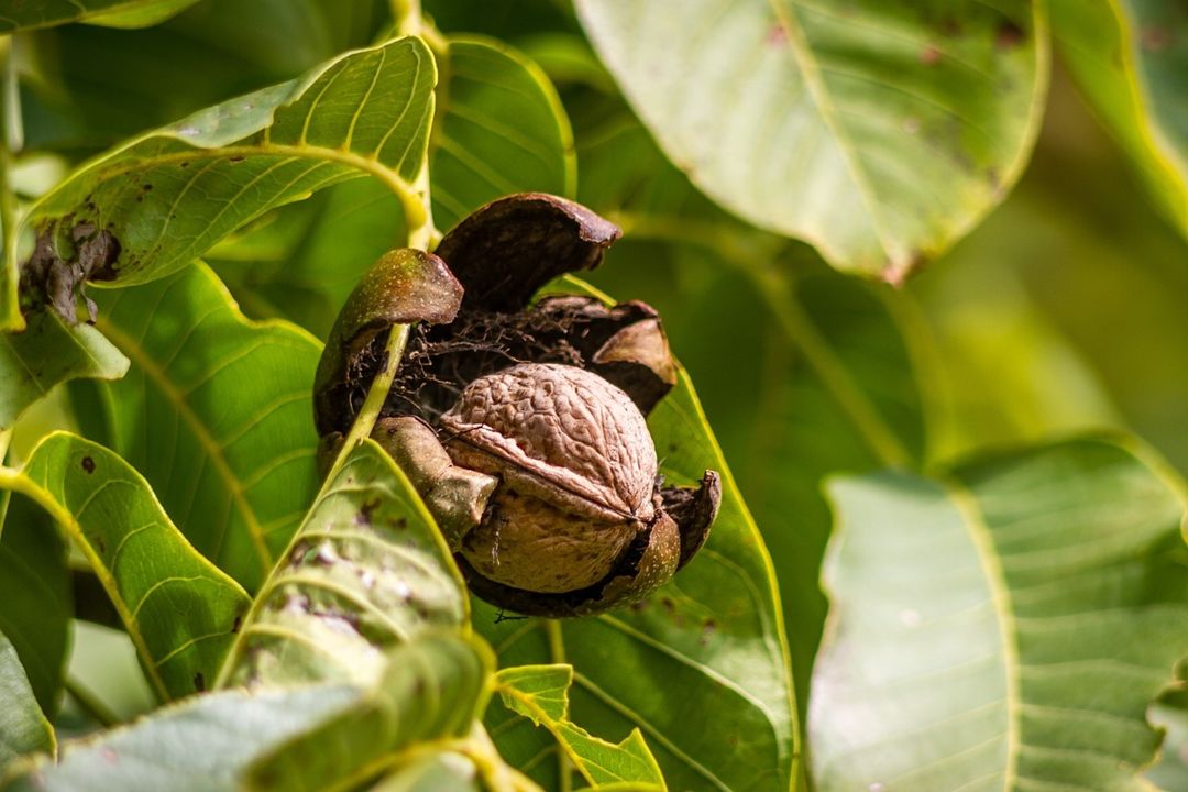 Detail Pohon Kacang Walnut Nomer 9