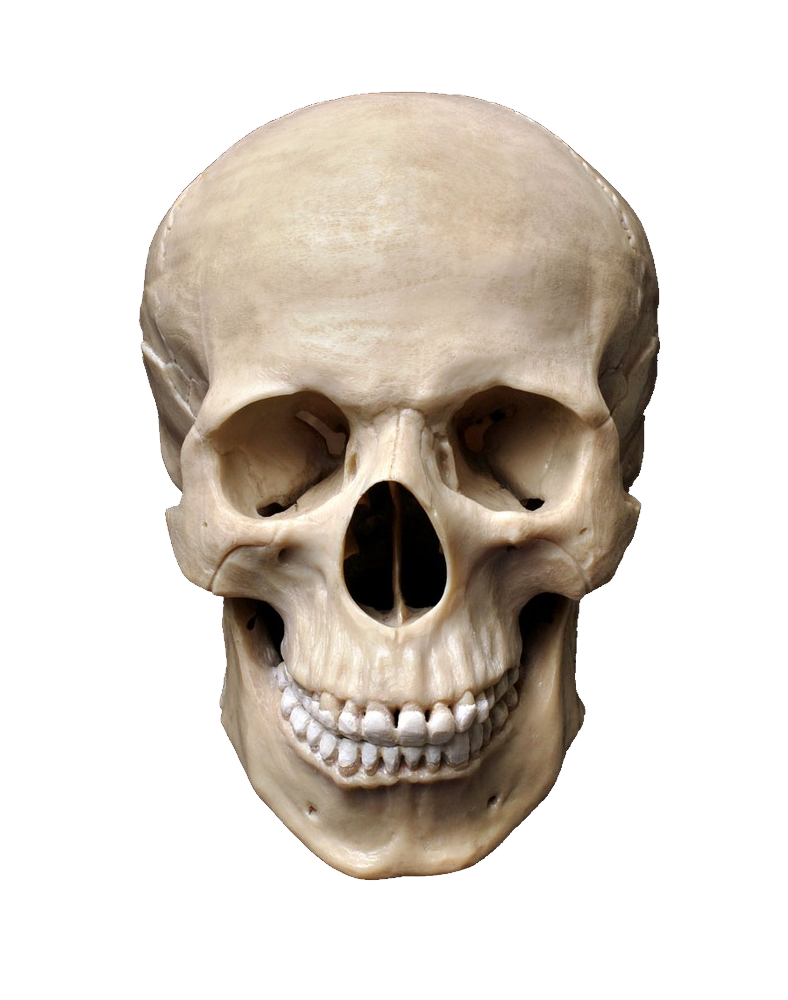 Detail Skull Png Images Nomer 2