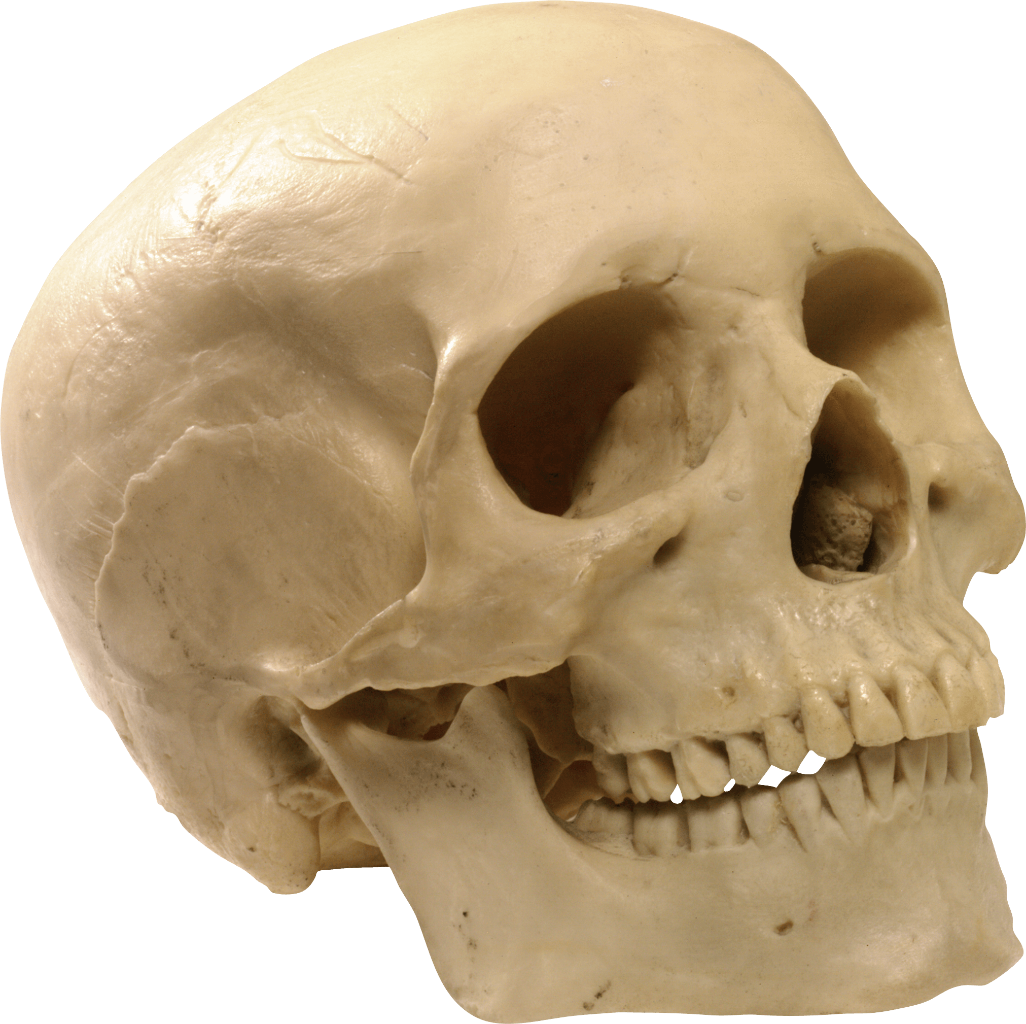 Detail Skull Png Images Nomer 21