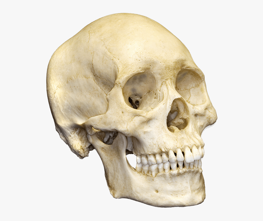 Detail Skull Png Images Nomer 40