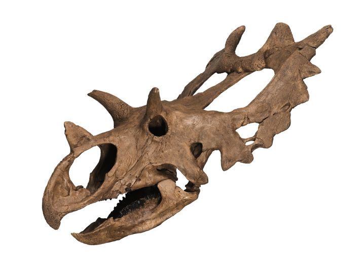 Triceratops Arten - KibrisPDR