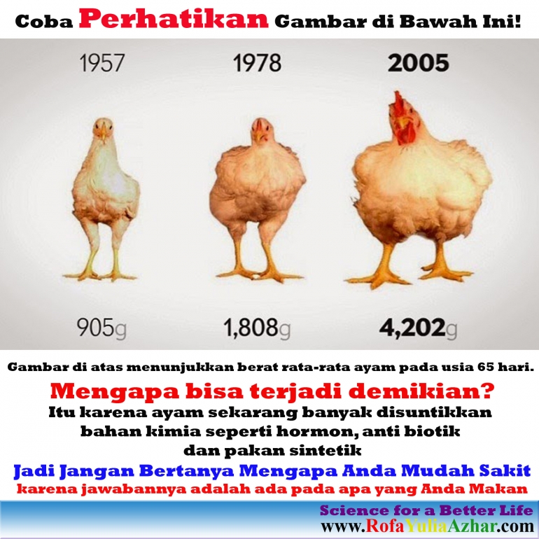 Detail Ayam Makan Apa Nomer 11