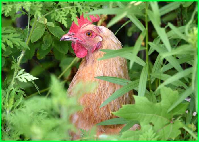 Detail Ayam Makan Apa Nomer 15