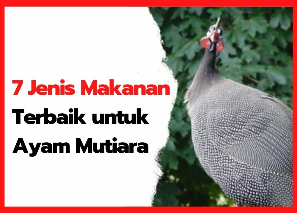 Detail Ayam Makan Apa Nomer 16