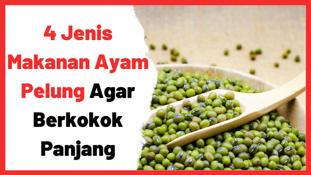 Detail Ayam Makan Apa Nomer 17