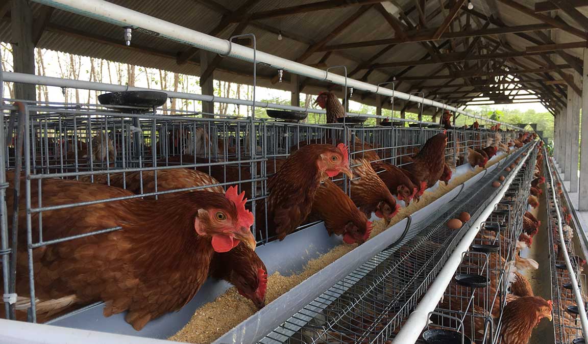 Detail Ayam Makan Apa Nomer 18