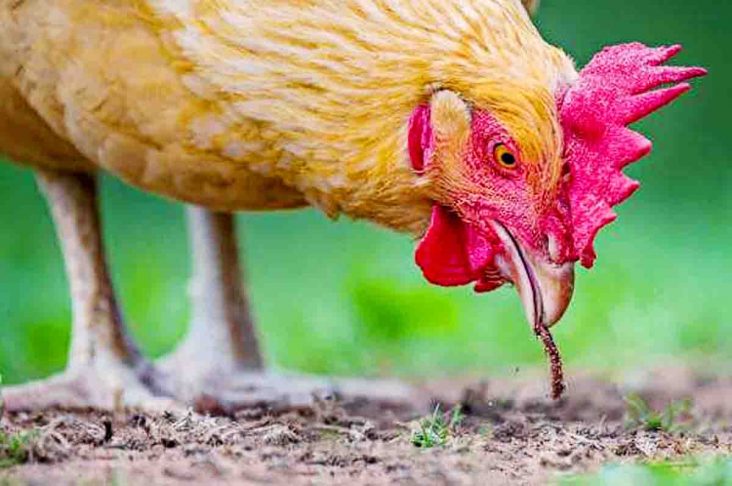 Detail Ayam Makan Apa Nomer 3