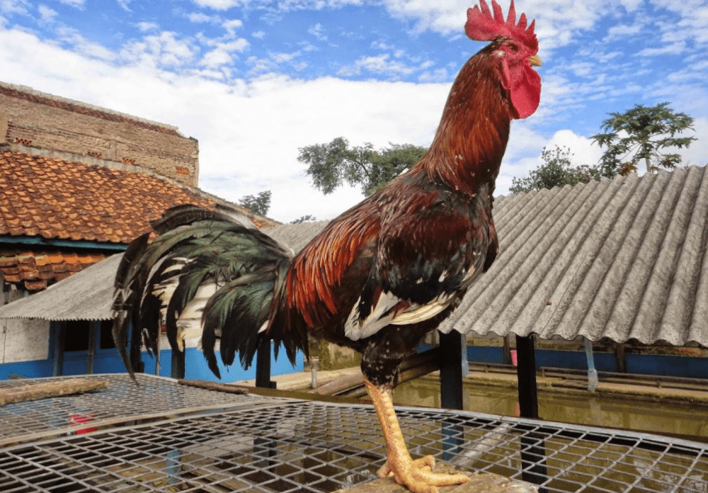 Detail Ayam Makan Apa Nomer 21