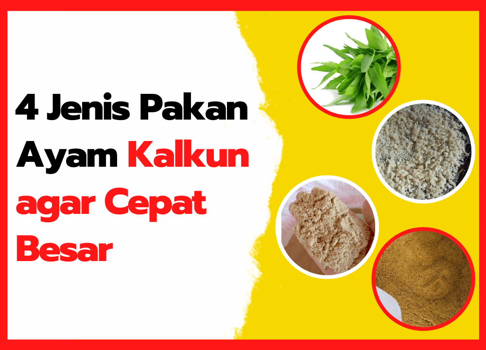 Detail Ayam Makan Apa Nomer 23