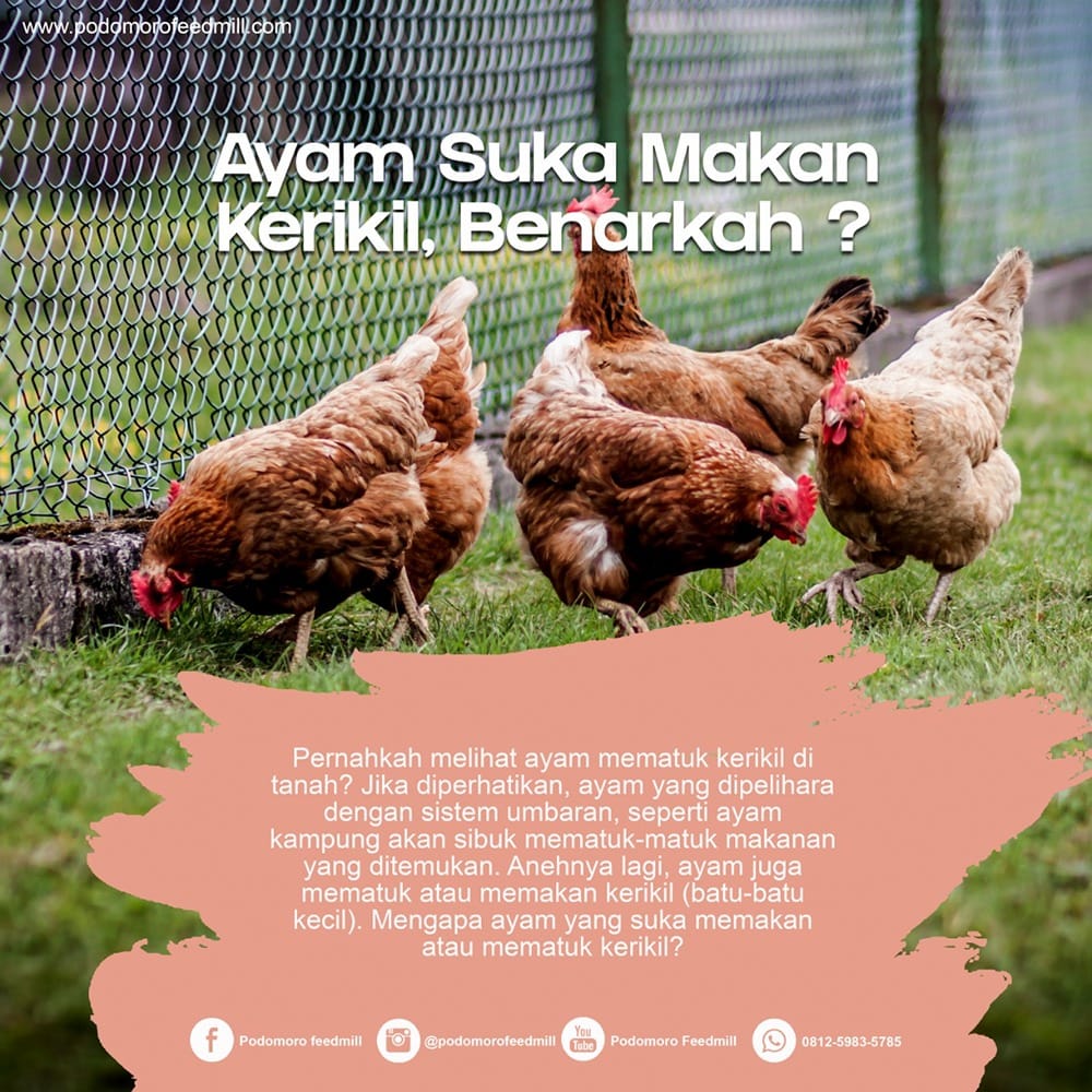 Detail Ayam Makan Apa Nomer 24