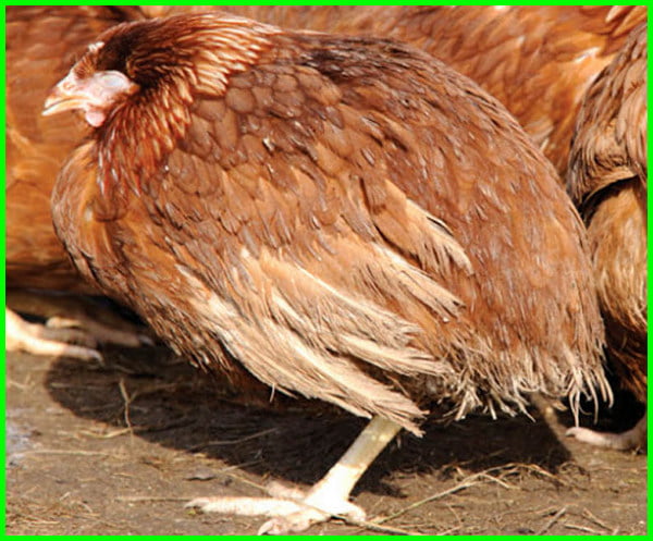 Detail Ayam Makan Apa Nomer 25