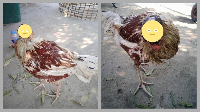 Detail Ayam Makan Apa Nomer 26