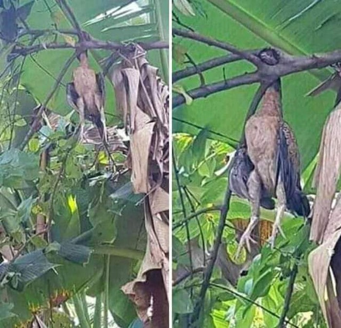 Detail Ayam Makan Apa Nomer 28
