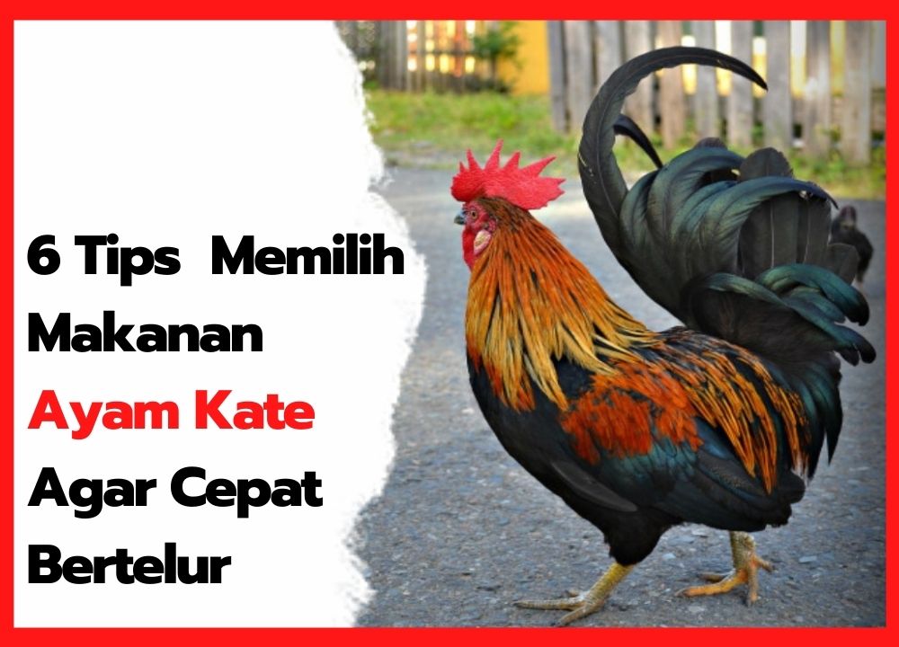 Detail Ayam Makan Apa Nomer 30