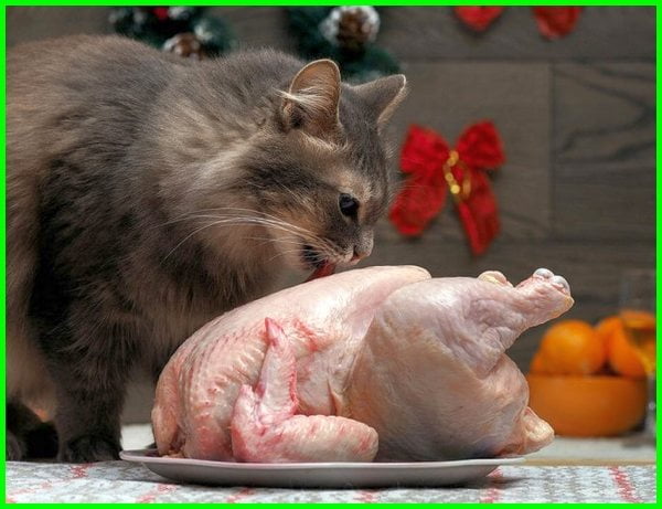 Detail Ayam Makan Apa Nomer 35