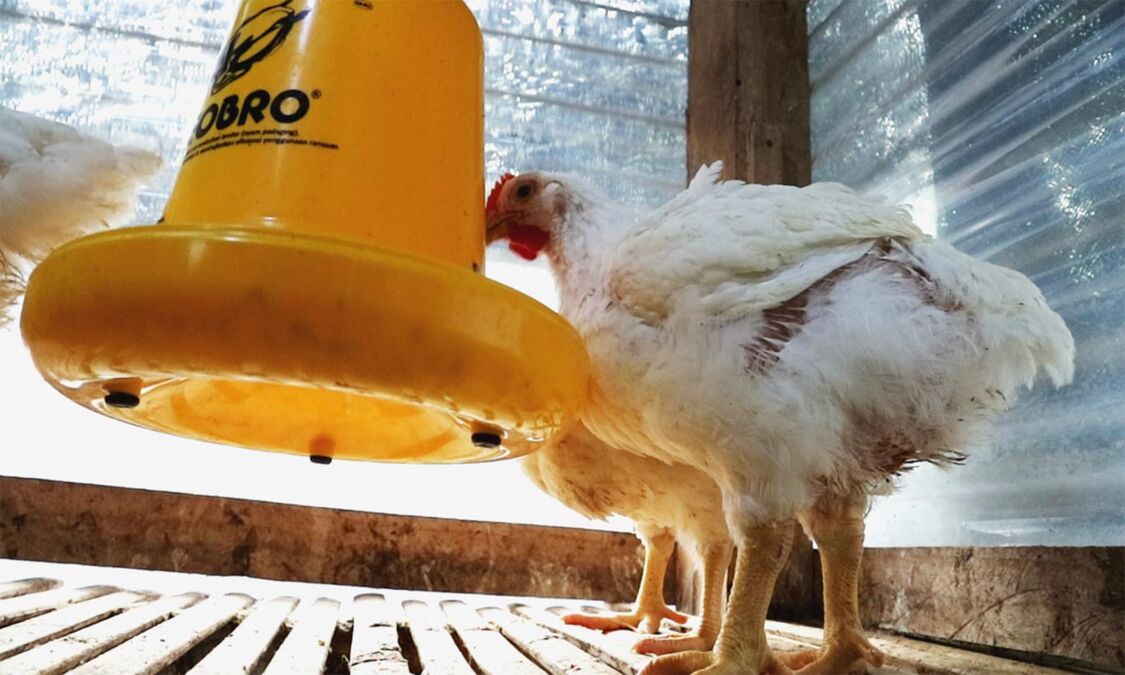 Detail Ayam Makan Apa Nomer 39