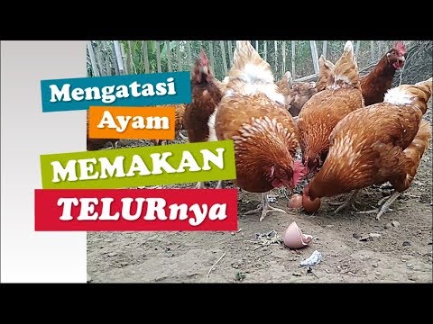 Detail Ayam Makan Apa Nomer 5