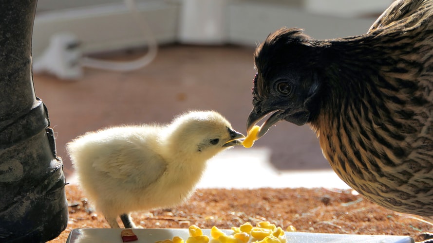 Detail Ayam Makan Apa Nomer 41