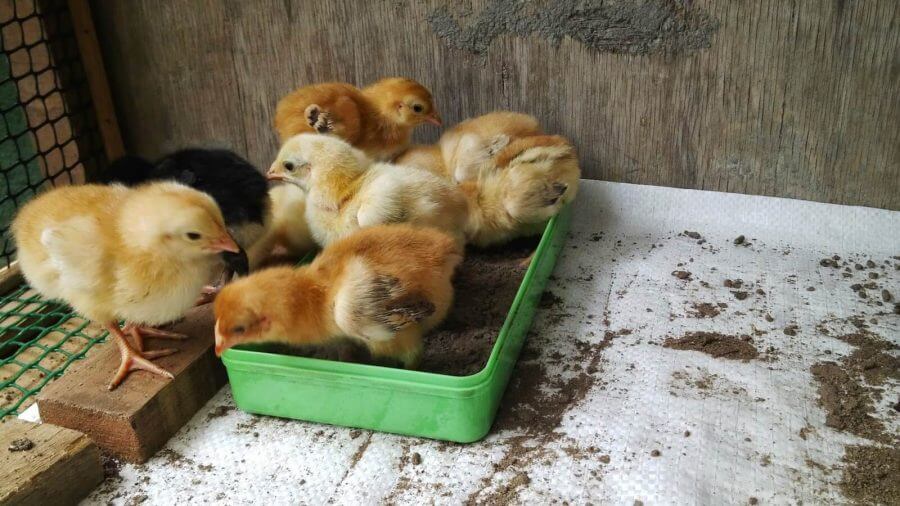 Detail Ayam Makan Apa Nomer 43