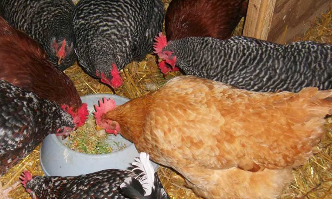 Detail Ayam Makan Apa Nomer 7
