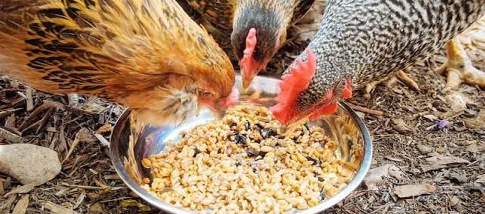 Detail Ayam Makan Apa Nomer 8