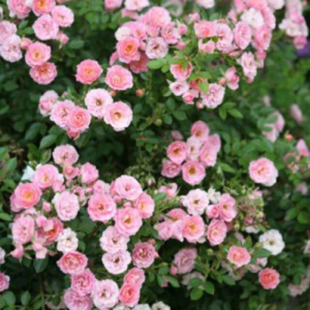 Bunga Mawar Baby Rose - KibrisPDR