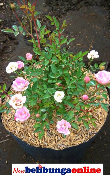 Detail Bunga Mawar Baby Rose Nomer 11