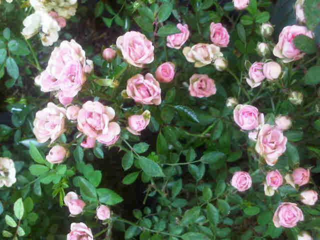 Detail Bunga Mawar Baby Rose Nomer 22