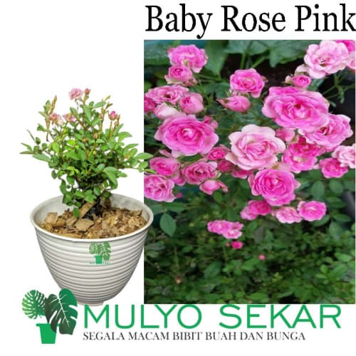 Detail Bunga Mawar Baby Rose Nomer 27