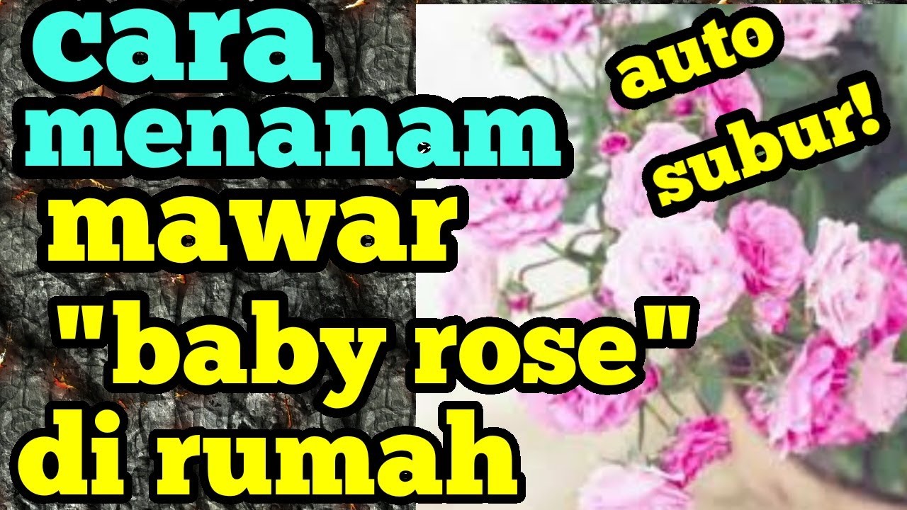 Detail Bunga Mawar Baby Rose Nomer 31