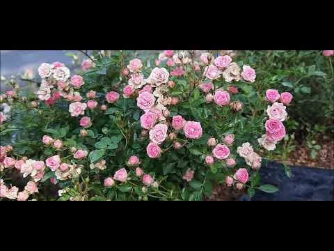 Detail Bunga Mawar Baby Rose Nomer 34