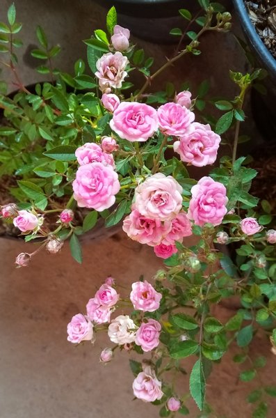 Detail Bunga Mawar Baby Rose Nomer 6