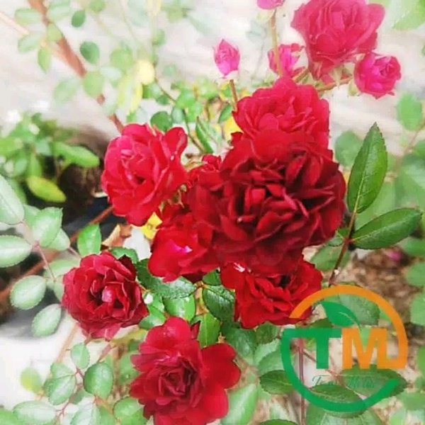 Detail Bunga Mawar Baby Rose Nomer 54
