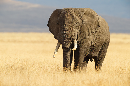 Download Elephant Images Free Nomer 11