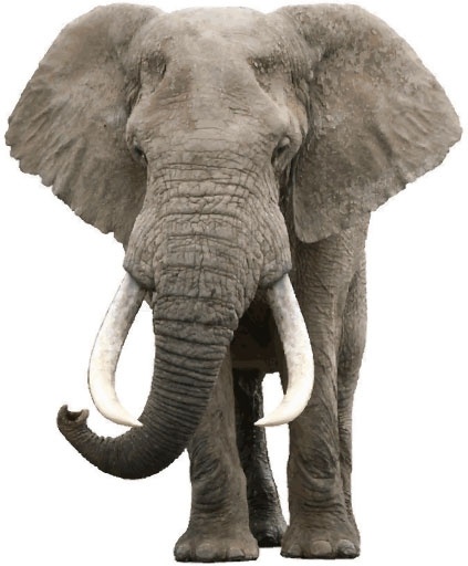 Detail Elephant Images Free Nomer 42