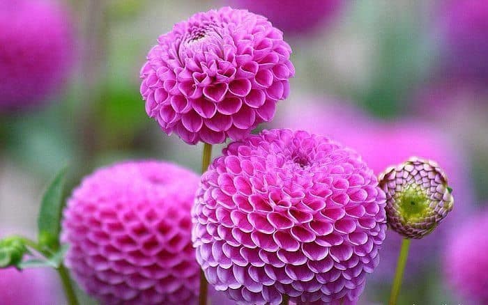 Detail Foto Bunga Tercantik Di Dunia Nomer 5