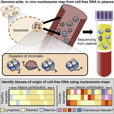 Detail Free Dna Images Nomer 41