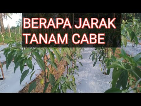 Detail Gambar Jarak Tanam Cabe Rawit Nomer 14