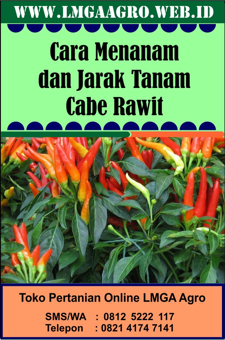 Detail Gambar Jarak Tanam Cabe Rawit Nomer 22